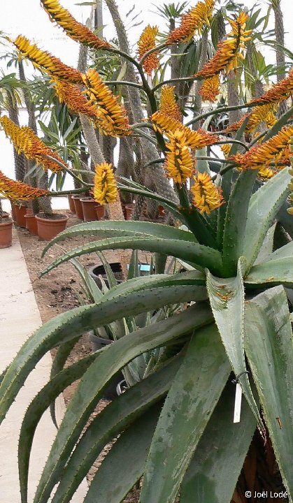 Aloe marlothii (almost spineless) ©JLcoll.4874